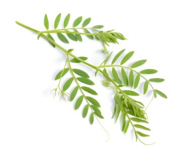 Mercimek bitkisi, mercimek mutfağı ya da mercek esculenta. Yalnız çiçeklerle