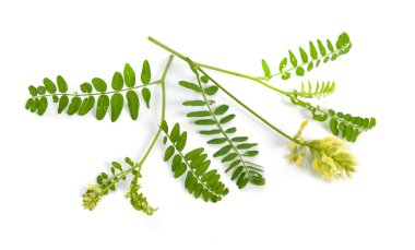 Astragalus glycyphyllos ya da meyan kökü, meyan kökü, yabani meyan kökü. İzole edilmiş.