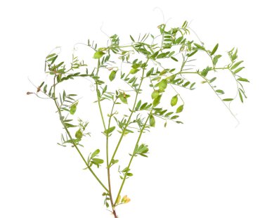 Mercimek bitkisi, mercimek mutfağı ya da mercek esculenta. Çiçekler ve tomurcuklanmış