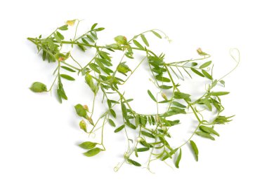 Mercimek bitkisi, mercimek mutfağı ya da mercek esculenta. Çiçekler ve tomurcuklanmış