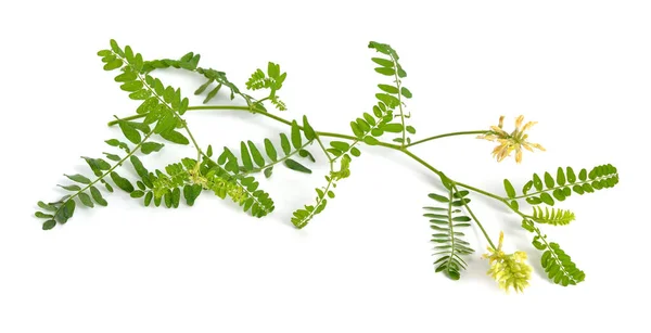 Astragalus Glycyphyllos Vagy Édesgyökér Milkvetch Vadon Élő Édesgyökér Vadon Élő — Stock Fotó