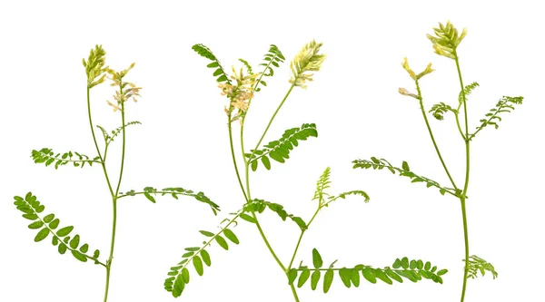 Astragalus Glycyphyllos Eller Lakritsmjölkvetch Vild Lakrits Vild Lakrits Isolerad — Stockfoto