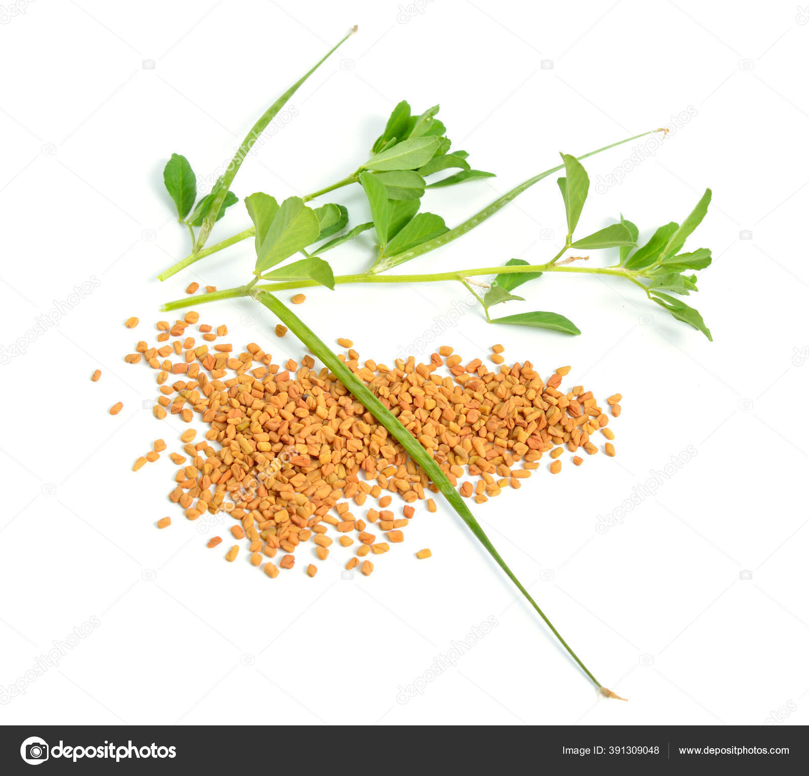 Fenugreek Or Trigonella Foenum Graecum Green Plant With Seed Isolated On White Background Stock Photo Image By C Spline X