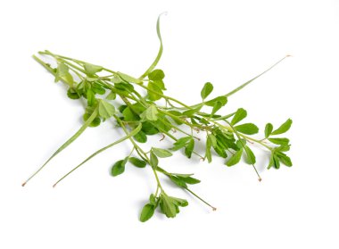 Fenugreek ya da Trigonella foenum graecum. Yeşil bitki. Beyaz arkaplanda izole