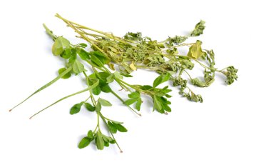 Fenugreek ya da Trigonella foenum graecum. Yeşil ang kurutulmuş bitki. Beyaz arkaplanda izole
