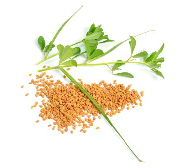 Fenugreek ya da Trigonella foenum graecum. Tohumlu yeşil bitki. Beyaz arkaplanda izole.
