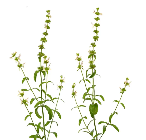 Stachys Recta Commonly Known Stiff Hedgenettle Perennial Yellow Woundwort Isolated — Stock Photo, Image
