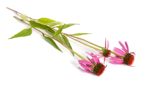 Echinacea Purpurea Oder Ostlila Sonnenhut Purpurhut Igel Sonnenhut Oder Echinacea — Stockfoto
