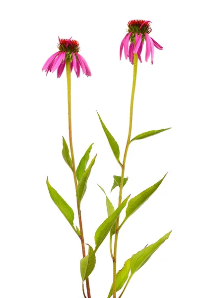Echinacea purpurea veya doğu mor coneflower, mor coneflower, kirpi coneflower, veya echinacea izole — Stok fotoğraf