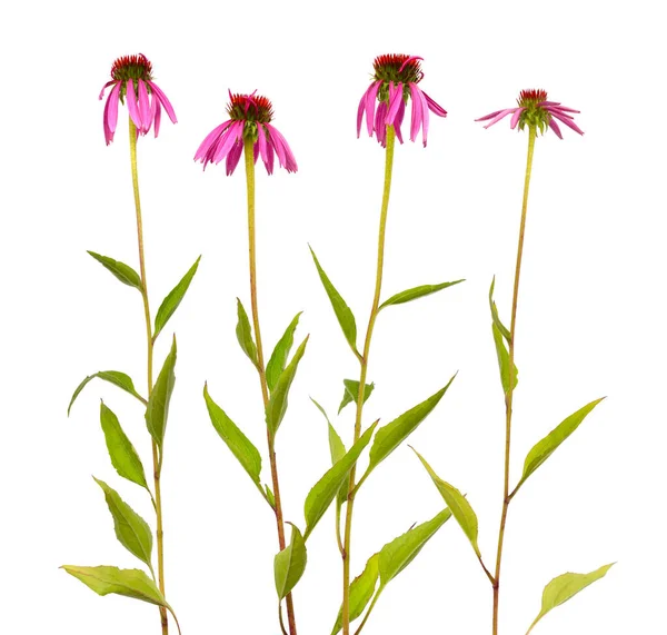 Echinacea purpurea or eastern purple coneflower, purple coneflower, hedgehog coneflower, or echinacea isolated — Stock Photo, Image