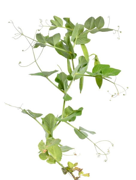 Groch lub pisum sativum izolowane na białym tle — Zdjęcie stockowe