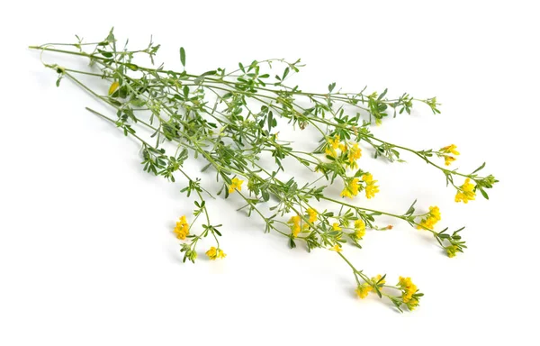 Medicago falcata или серп люцерны, желтый цветок люцерны, желтая люцерна, серп Медик и желтый Медик. Isolated — стоковое фото
