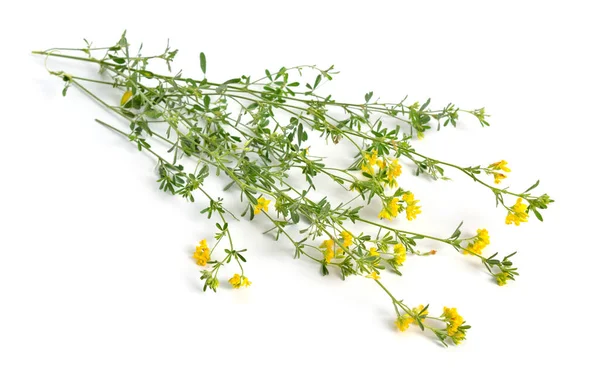 Medicago falcata veya orak yonca, sarı çiçekli yonca, sarı yonca, orak sıhhiye ve sarı sıhhiye. İzole edilmiş — Stok fotoğraf