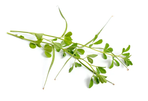 페누그레크 (Fenugreek) 또는 Trigonella foenum-graecum. 녹색 식물. 흰 배경에 고립됨 — 스톡 사진