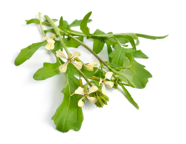 Raket of rucola Eruca vesicaria of Brassica eruca. Plant met bloemen. geïsoleerd — Stockfoto