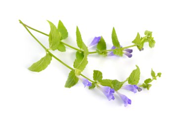 Scutellaria galericulata, yaygın kafatası şapkası, bataklık kafatası şapkası veya kapüşonlu kafatası şapkası. İzole edilmiş