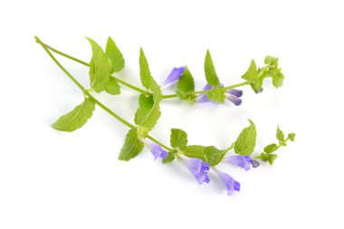 Scutellaria galericulata, the common skullcap, marsh skullcap or hooded skullcap. Isolated clipart