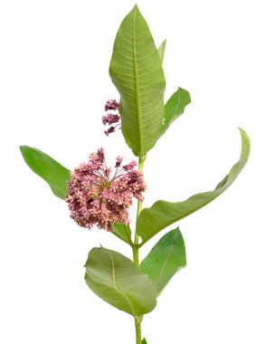 Asclepias syriaca, yaygın olarak bilinen adıyla süt otu, kelebek çiçeği, ipekotu, ipeksi kırlangıç otu. Beyazda izole edilmiş