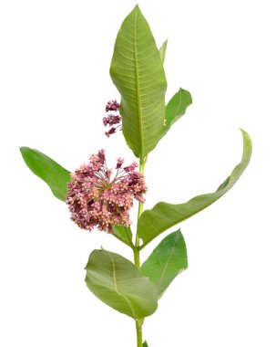 Asclepias syriaca, commonly called common milkweed, butterfly flower, silkweed, silky swallow-wort. Isolated on white clipart