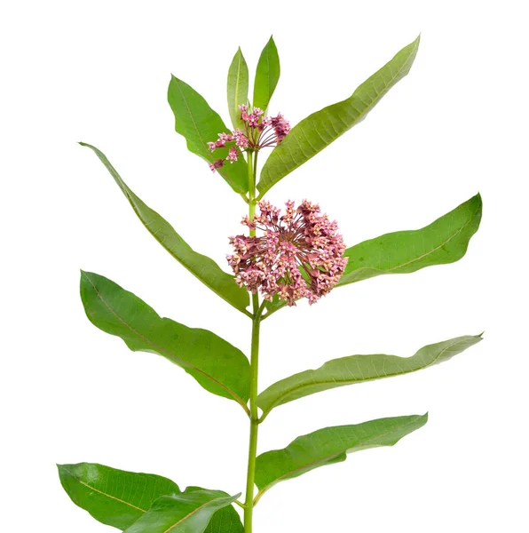 Asclepias syriaca, κοινώς ονομάζεται κοινό milkweed, πεταλούδα λουλούδι, μεταξένιο ζιζάνιο, μεταξένια χελιδόνι-wort. Απομονωμένα σε λευκό — Φωτογραφία Αρχείου