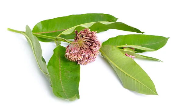 Asclepias syriaca, κοινώς ονομάζεται κοινό milkweed, πεταλούδα λουλούδι, μεταξένιο ζιζάνιο, μεταξένια χελιδόνι-wort. Απομονωμένα σε λευκό — Φωτογραφία Αρχείου