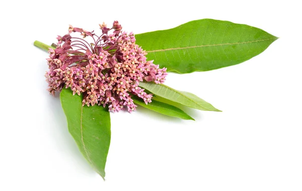 Asclepias syriaca, обычно называемый обычным молочным сорняком, цветком бабочки, шелковицей, шелковистой ласточкой. Изолированные на белом — стоковое фото