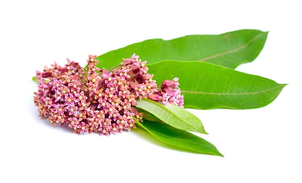Asclepias syriaca, κοινώς ονομάζεται κοινό milkweed, πεταλούδα λουλούδι, μεταξένιο ζιζάνιο, μεταξένια χελιδόνι-wort. Απομονωμένα σε λευκό — Φωτογραφία Αρχείου
