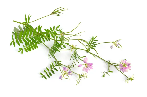 Securigera varia o Coronilla varia, comúnmente conocida como corwnvetch o veza de corona púrpura. Aislado sobre fondo blanco — Foto de Stock