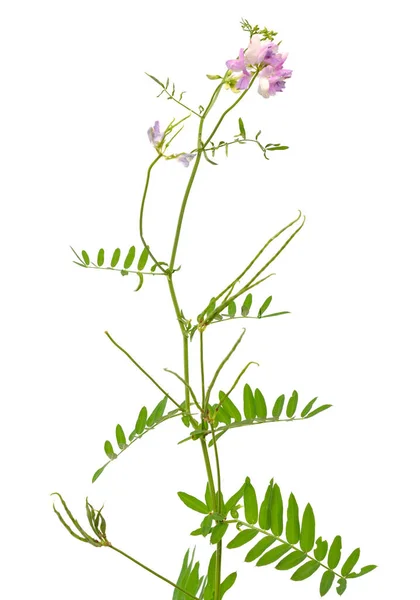 Securigera varia lub Coronilla varia, powszechnie znany jako wyka koronowana lub fioletowa korona. Izolacja na białym tle — Zdjęcie stockowe