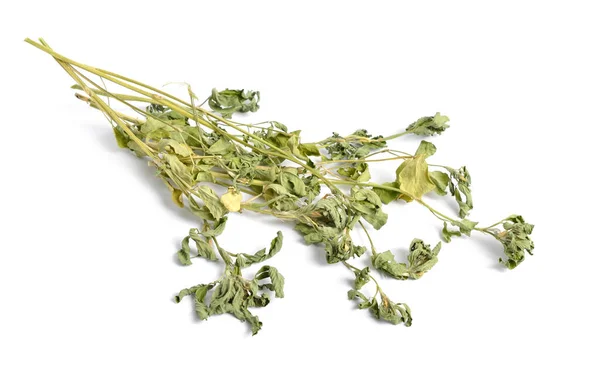 Fenugreek Trigonella Foenum Graecum Green Ang Dried Plant Isolated White — Stock Photo, Image