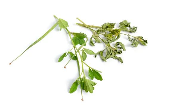 Пажитник Trigonella Foenum Graecum Зеленое Сушеное Растение Изолированный Белом Фоне — стоковое фото