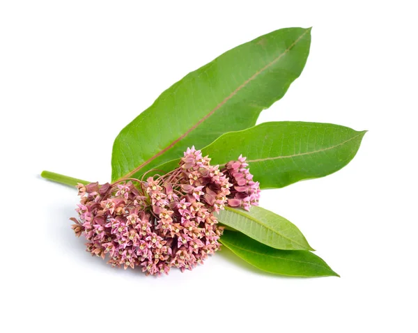 Asclepias syriaca, comúnmente llamado algodoncillo común, flor de mariposa, algodoncillo, golondrina sedosa. Aislado sobre blanco Imagen de archivo