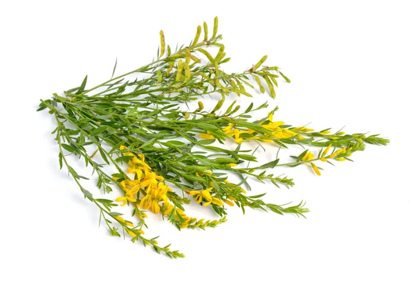 Genista Tinctoria Dyer Greenweed Dyer Broom Isolated White Background — Stock Photo, Image