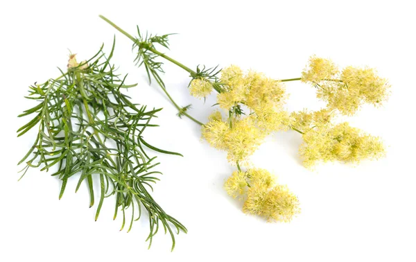 Thalictrum Flavum Eller Äng Rue Isolerad Vit Bakgrund — Stockfoto