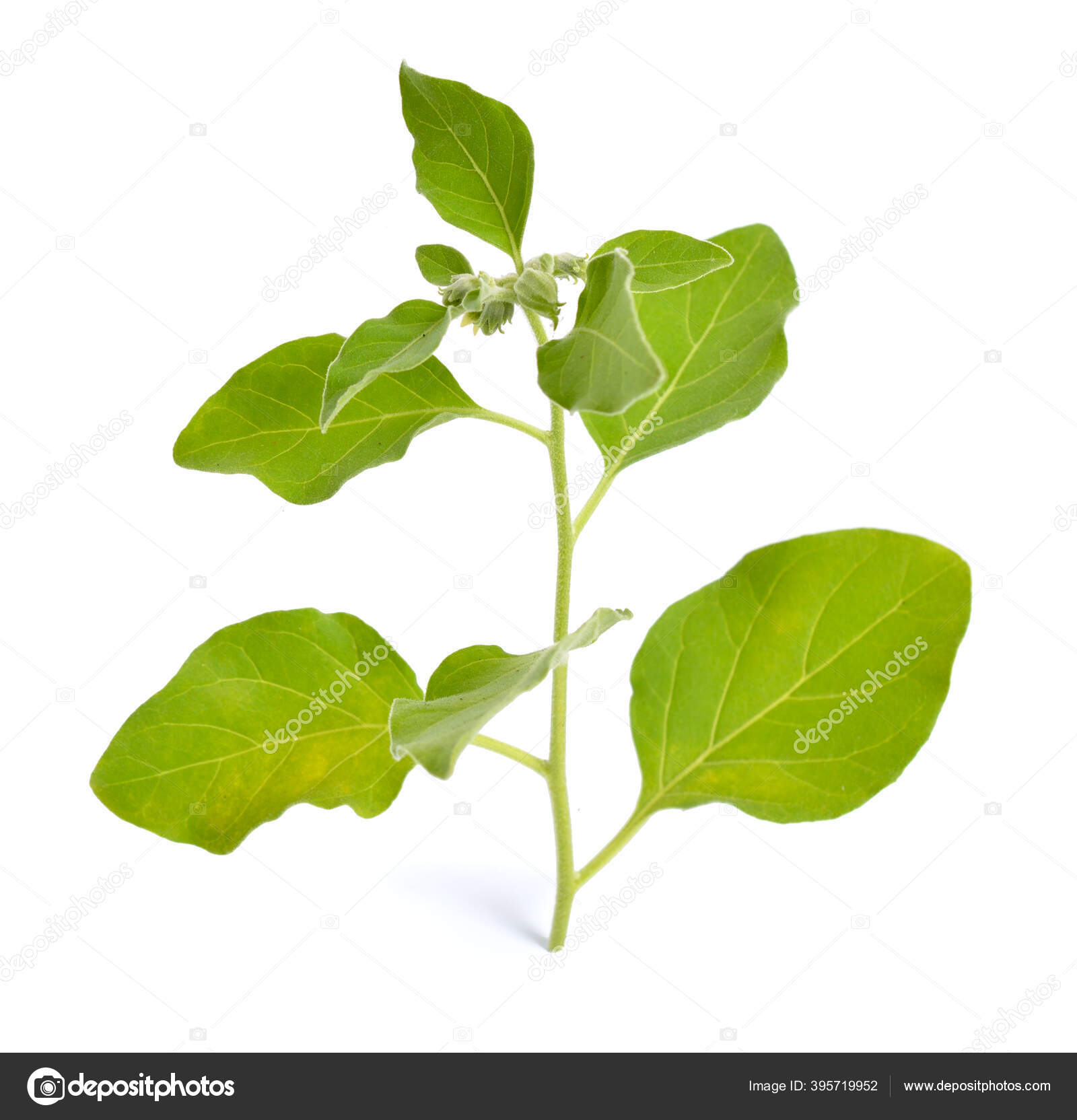 Withania Somnifera Known Commonly As Ashwagandha Indian Ginseng Poison Gooseberry Or Winter Cherry Isolated Stock Photo By C Spline X