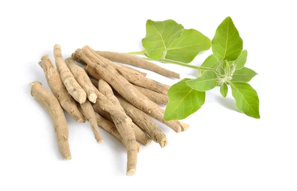 Radice Withania somnifera, conosciuta comunemente come ashwagandha, ginseng indiano, uva spina velenosa o ciliegia d'inverno. — Foto Stock