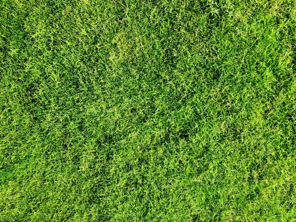 绿草背景纹理 绿色草坪纹理背景 顶部视图 — 图库照片