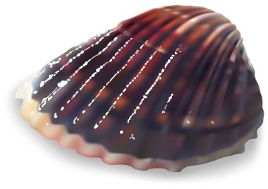 Beyaz Arkaplanda Renkli İstiridye - Renkli ve Ayrıntılı Çizim, Vektör