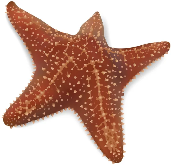 Starfish Fundo Branco Isolado Ilustração Colorida Fundo Branco Vector — Vetor de Stock