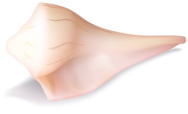 Beyaz Arkaplanda İzole Deniz Kabuğu Ayrıntılı Renkli Çizim, Vektör