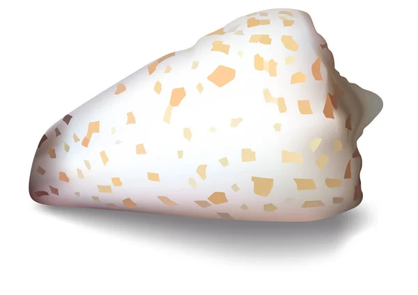 Shell Isolata Sfondo Bianco Illustrazione Colorata Dettagliata Vettore — Vettoriale Stock