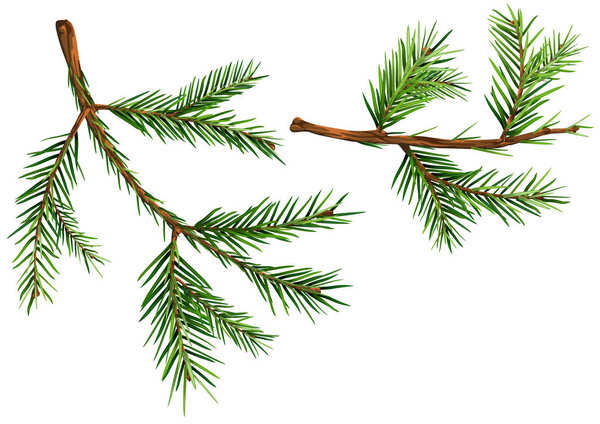 Set of Spruce Branches - Detailed and Realistic Illustrations Isolated on White Background, Vector