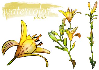 Sarı Suluboya Çiçek Seti