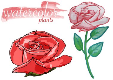 Suluboya Gül Bitkisi Grafik Resimleriniz için Tasarım Elemanı olarak Ayarlandı - Vektör