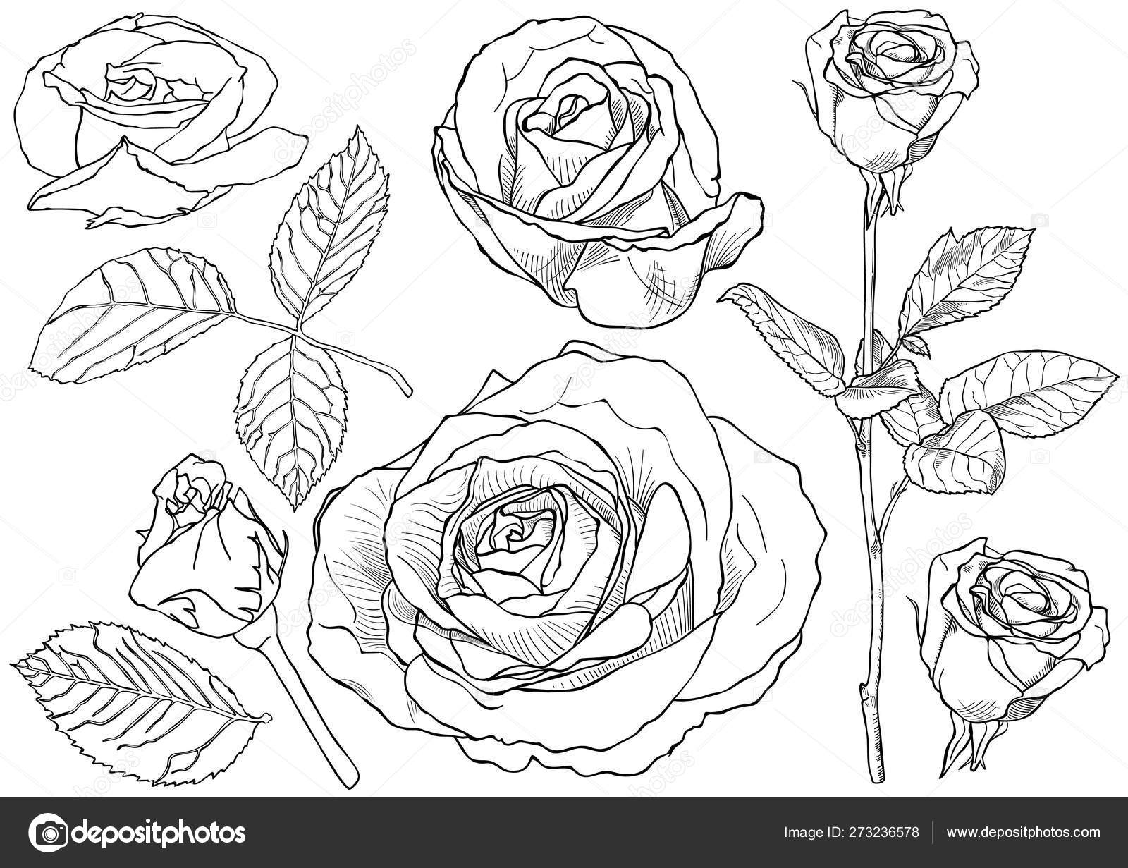 picture Black And White Rose Wallpaper Drawing https depositphotos com 273236578 stock illustration black white rose drawing set html