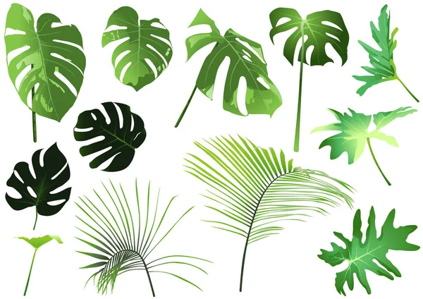 Conjunto Hojas Tropicales Ilustraciones Simples Plantas Tropicales Aisladas Sobre Fondo — Vector de stock