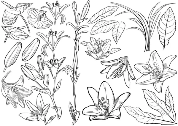 Conjunto Dibujo Flores Exóticas Blanco Negro Ilustración Delineada Aislada Sobre — Vector de stock