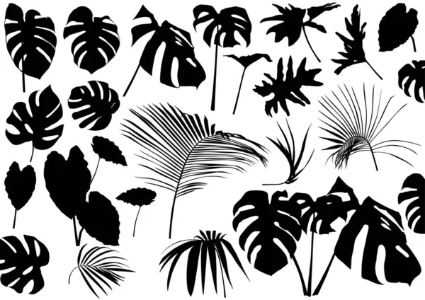 Conjunto Hojas Tropicales Siluetas Ilustraciones Plantas Tropicales Negras Aisladas Sobre — Vector de stock