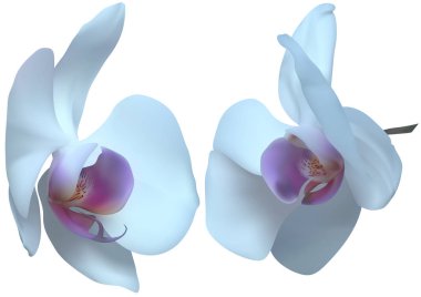 Beyaz arka plan üzerinde Izole beyaz orkide çiçekler-çiçek kompozisyon, vektör Illustration için tasarım elemanları