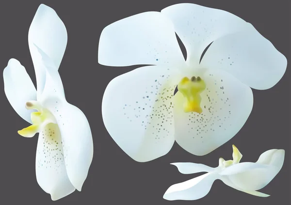 Weiße Orchideenblüten Isoliert Auf Grauem Hintergrund Gestaltungselemente Für Ihre Florale — Stockvektor